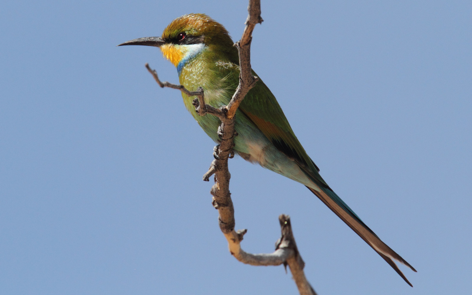image Swallow-tailed Bee-eater
